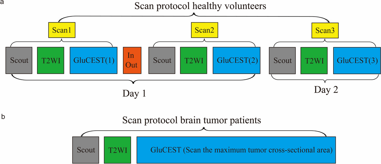 Application of 5T glutamate chemical exchange saturation transfer imaging in brain tumors: preliminary results