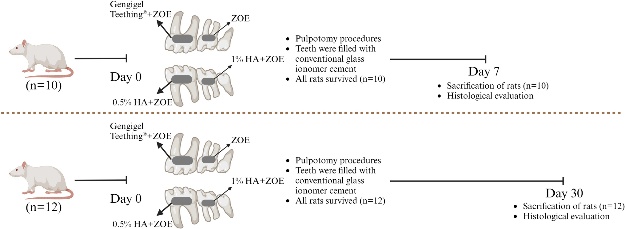 Histological evaluation of different concentrations of hyaluronic-acid-added zinc oxide eugenol on rat molar pulp