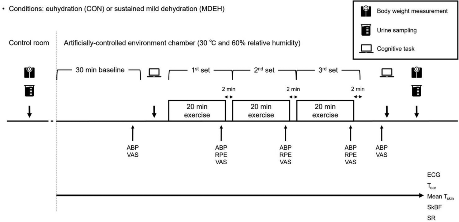 Influence of sustained mild dehydration on thermoregulatory and cognitive functions during prolonged moderate exercise