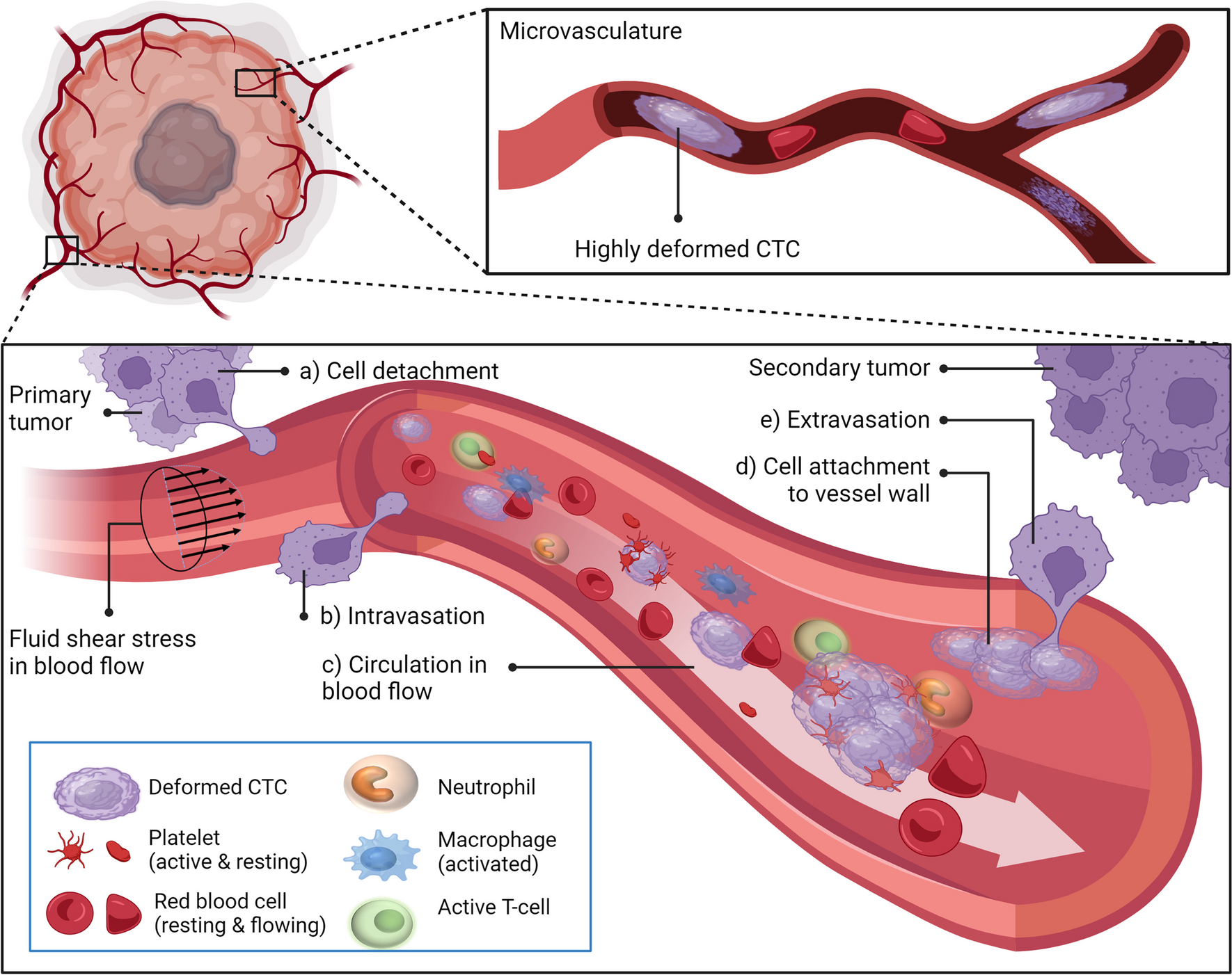 Mechanical deformation and death of circulating tumor cells in the bloodstream