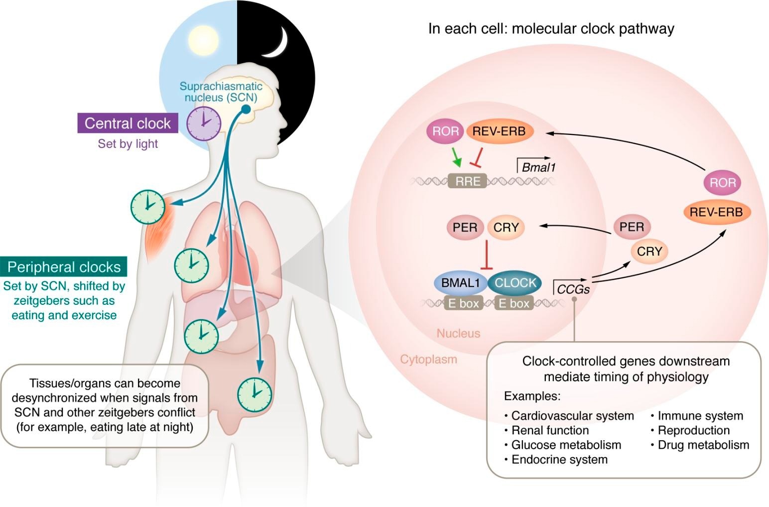 Study links circadian rhythm disruption to obesity and diabetes