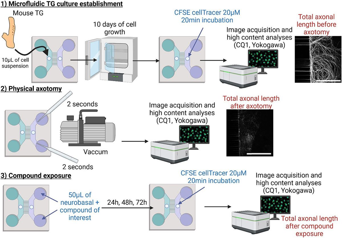 Assessment of corneal nerve regeneration after axotomy in a compartmentalized microfluidic chip model with automated 3D high resolution live-imaging