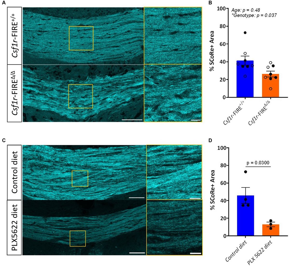 Reflective imaging of myelin integrity in the human and mouse central nervous systems