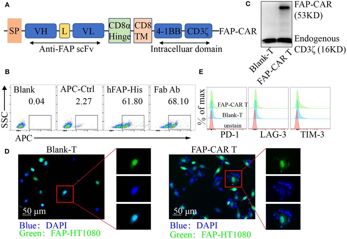 Efficacy and safety evaluation of cross-reactive Fibroblast activation protein scFv-based CAR-T cells