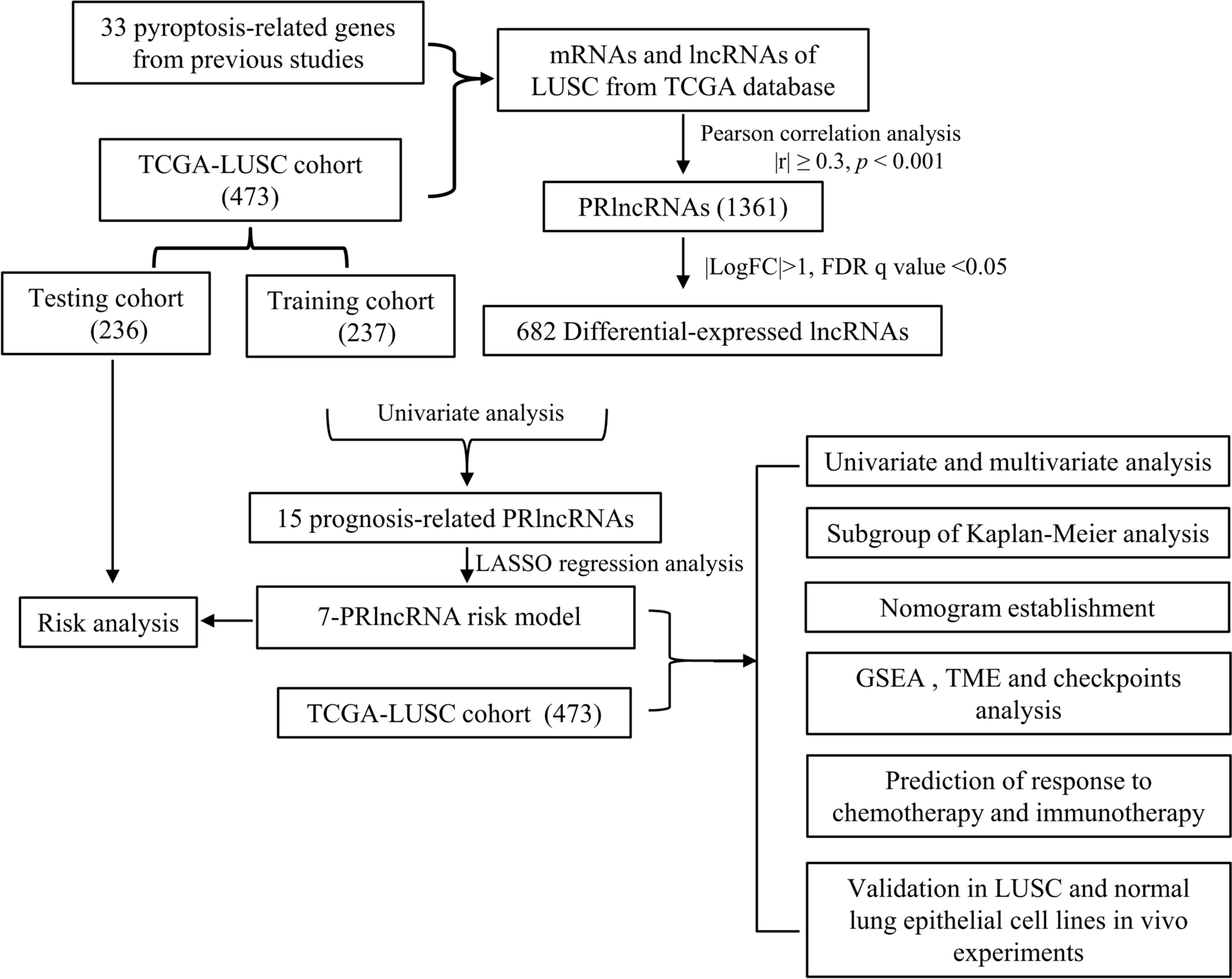Pyroptosis-related long-noncoding RNA signature predicting survival and immunotherapy efficacy in patients with lung squamous cell carcinoma