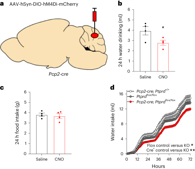 Cerebellar Purkinje neurons enhance thirst via asprosin–PTPRD signaling