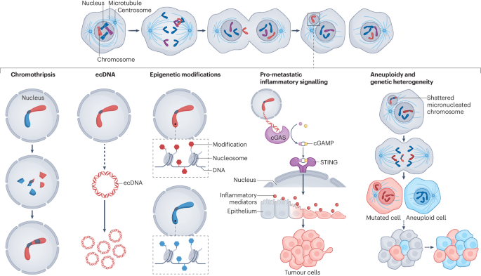 Targeting chromosomal instability in patients with cancer