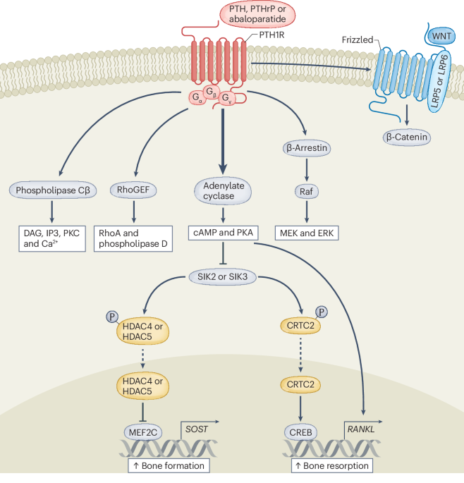 PTH receptor signalling, osteocytes and bone disease induced by diabetes mellitus