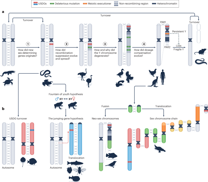 Evolution and regulation of animal sex chromosomes