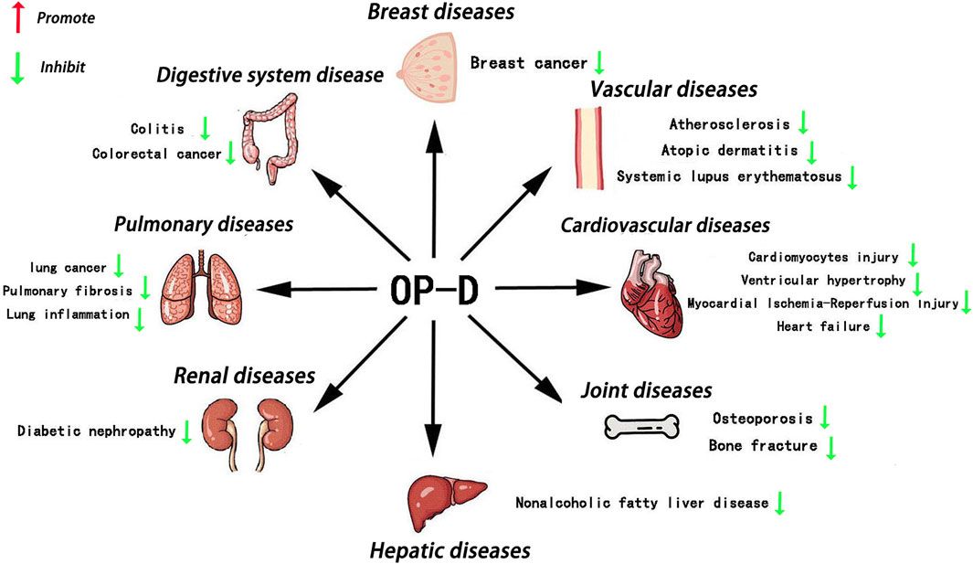 Ophiopogonin D: review of pharmacological activity