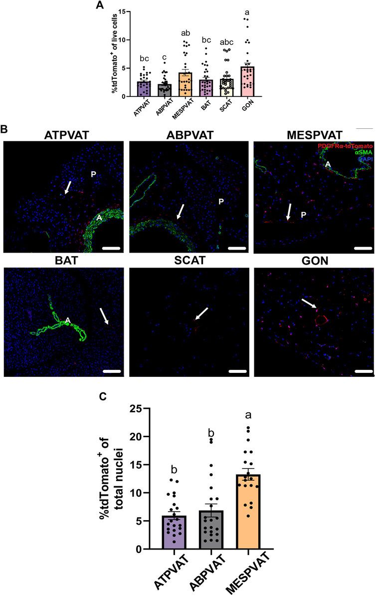 Anatomical location, sex, and age modulate adipocyte progenitor populations in perivascular adipose tissues