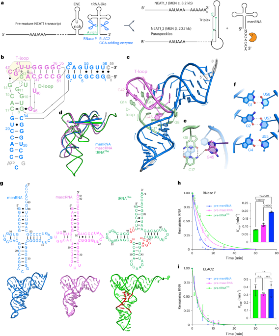 Structural basis of NEAT1 lncRNA maturation and menRNA instability