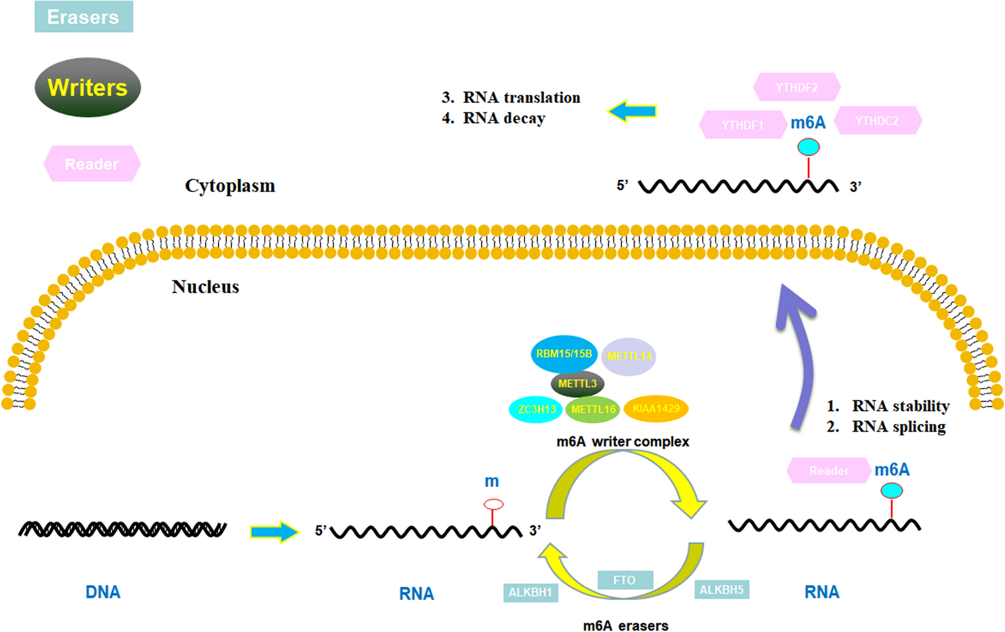 The regulatory mechanism of m6A modification in gastric cancer