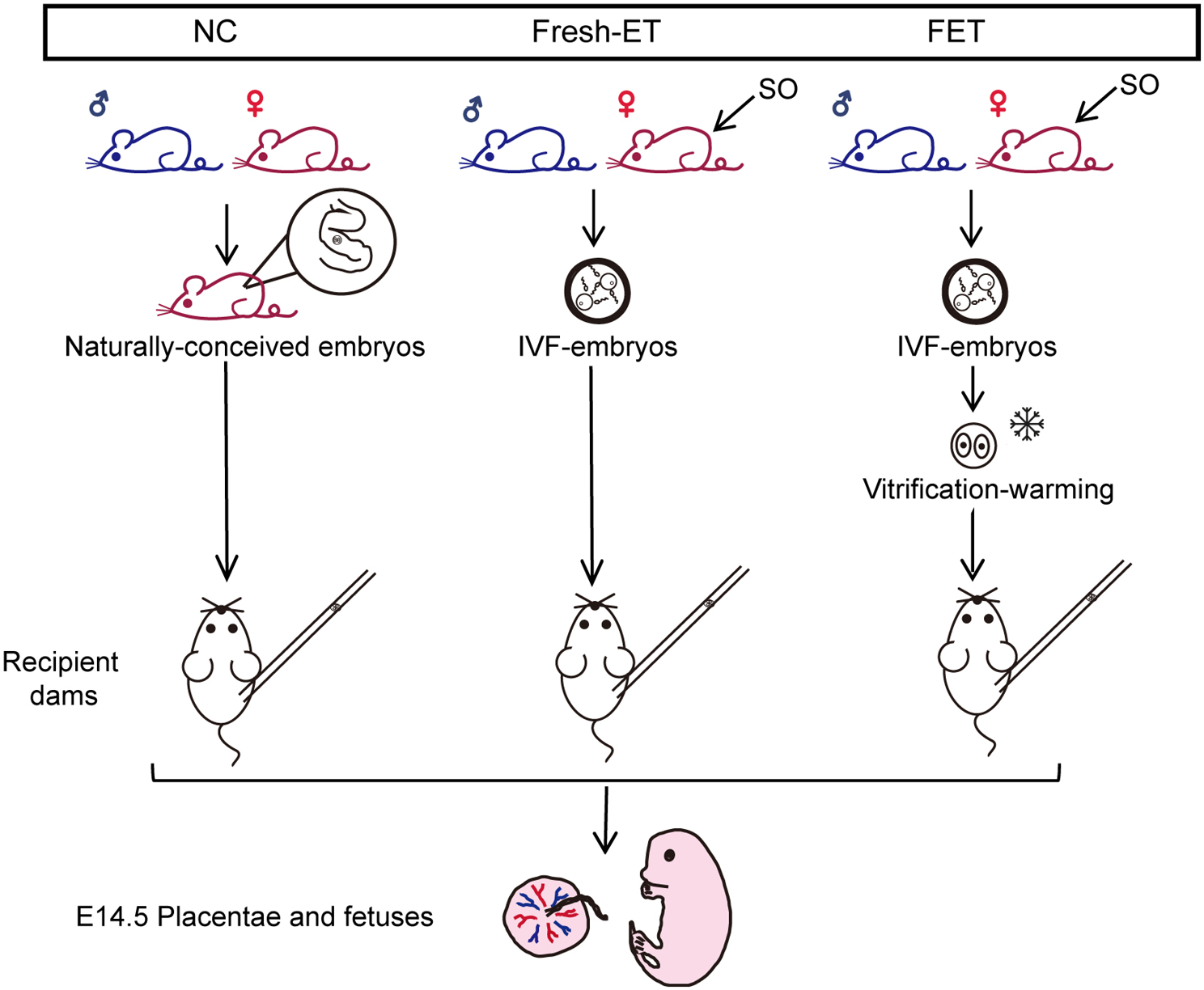 Safety of embryo cryopreservation: insights from mid-term placental transcriptional changes