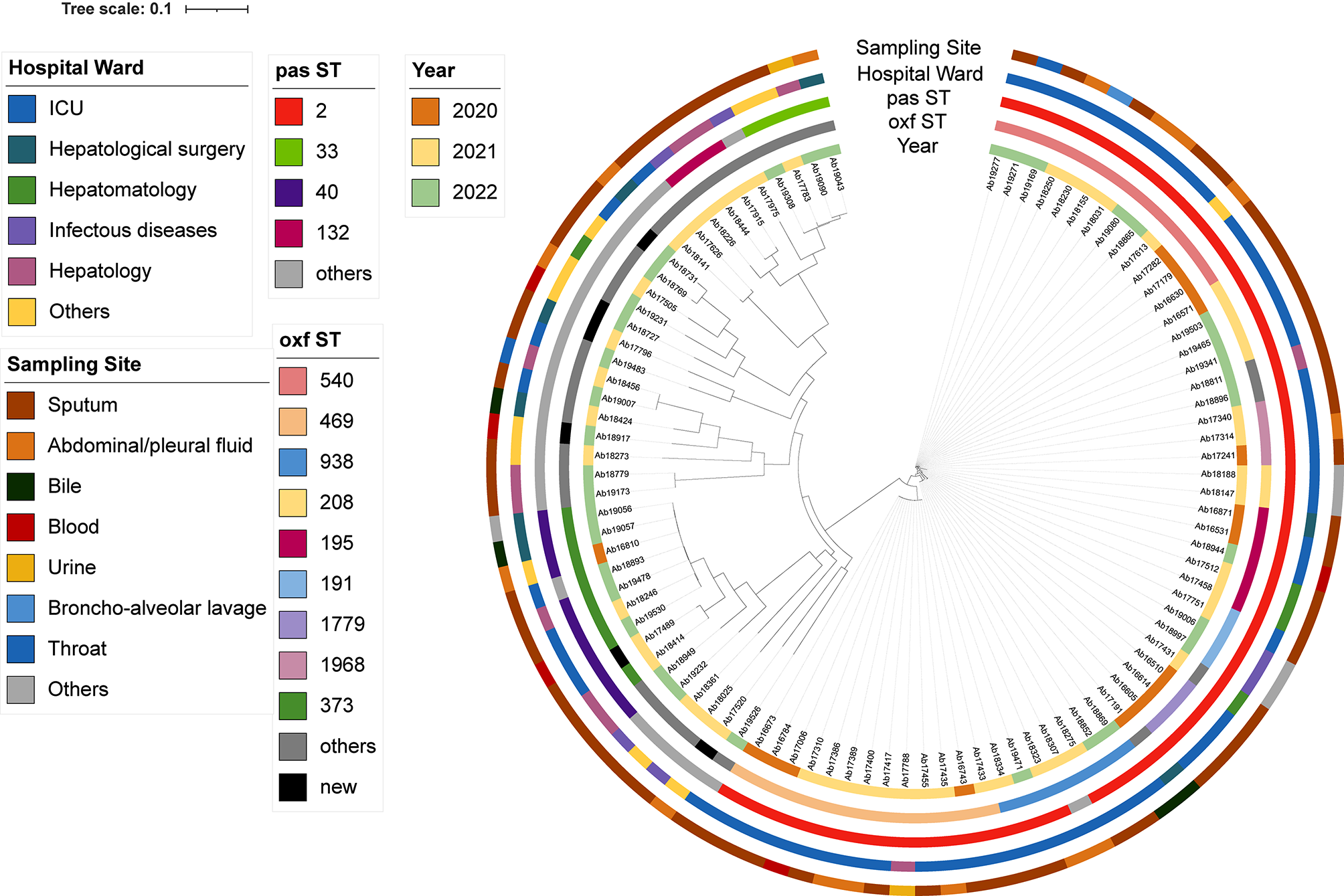 Molecular epidemiology of Acinetobacter baumannii during COVID-19 at a hospital in northern China