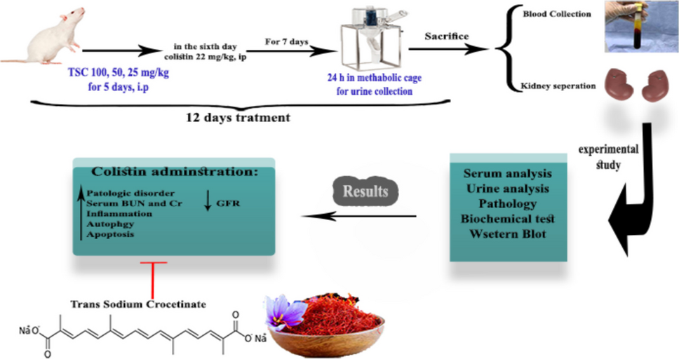 The power of trans-sodium crocetinate: exploring its renoprotective effects in a rat model of colistin-induced nephrotoxicity