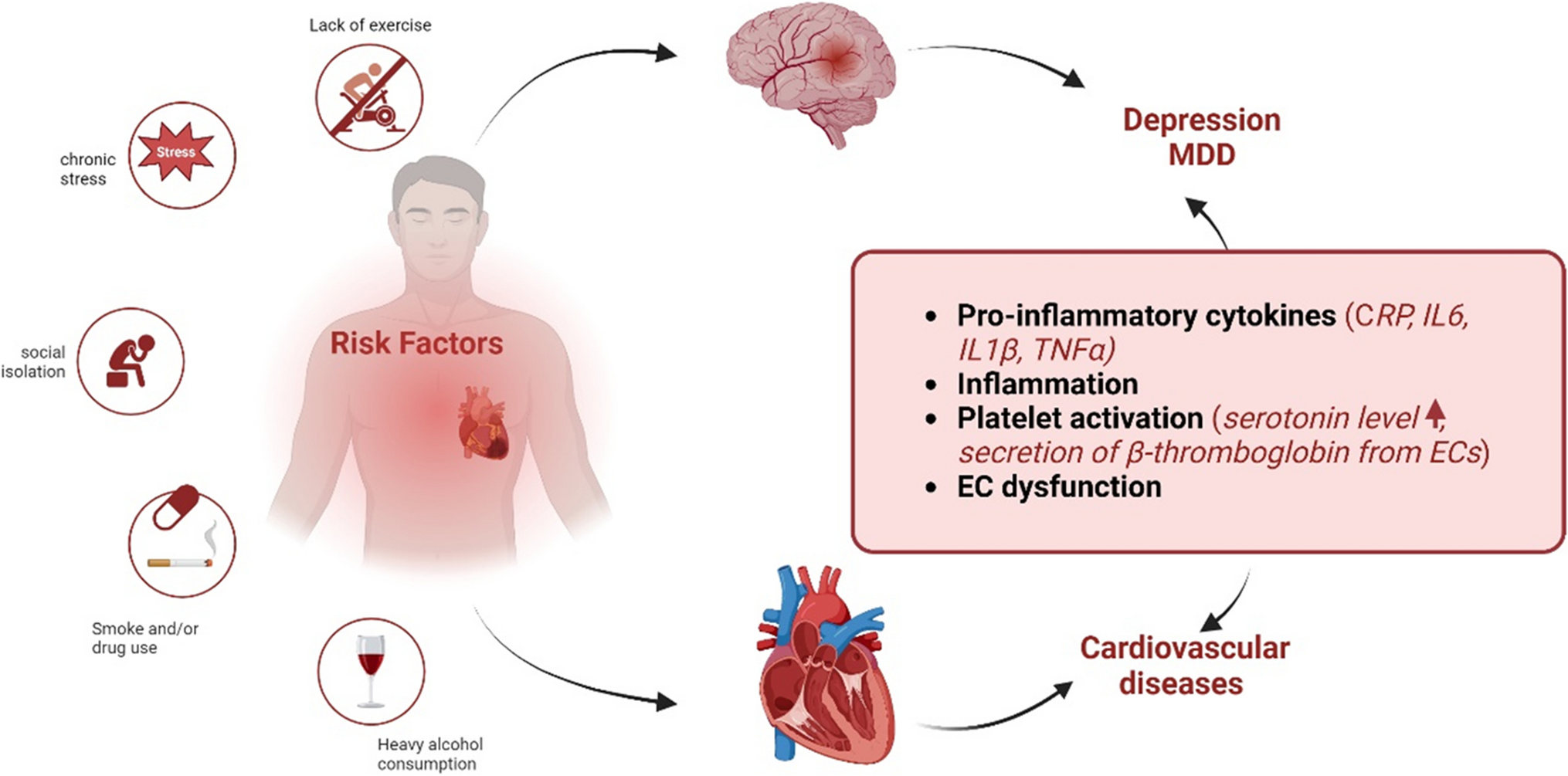 A Potential Role for MAGI-1 in the Bi-Directional Relationship Between Major Depressive Disorder and Cardiovascular Disease