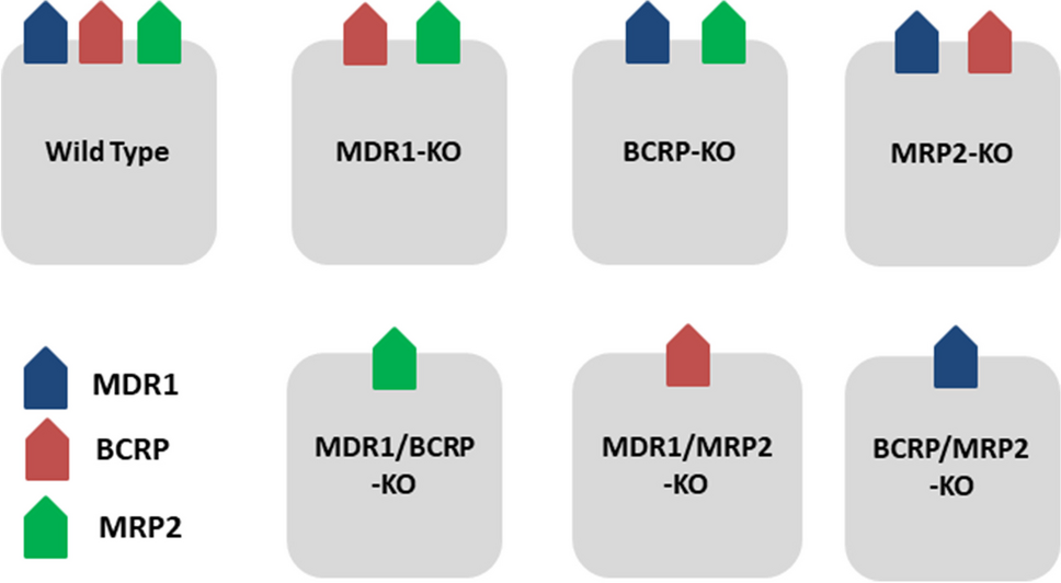 Knockout Transporter Cell Lines to Assess Substrate Potential Towards Efflux Transporters