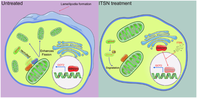 Isotoosendanin inhibits triple-negative breast cancer metastasis by reducing mitochondrial fission and lamellipodia formation regulated by the Smad2/3-GOT2-MYH9 signaling axis