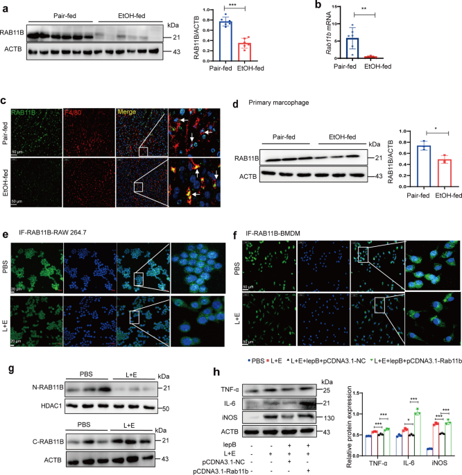 Rab11b promotes M1-like macrophage polarization by restraining autophagic degradation of NLRP3 in alcohol-associated liver disease