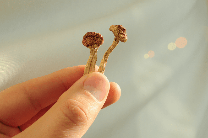 Researchers Uncover How Psilocybin Works in the Brain