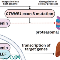 Computational design and validation of siRNA molecules to silence oncogenic CTNNB1 mRNA as a potential therapeutic strategy against hepatitis B/C virus-associated hepatocellular carcinoma