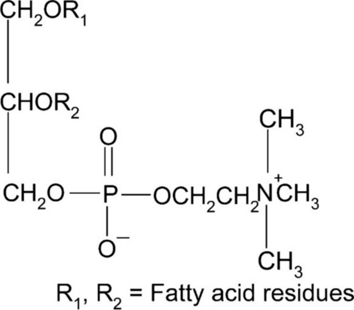 Lecithin and cardiovascular health: a comprehensive review