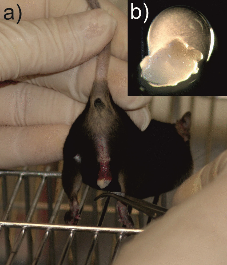 A simple method for repeated in vivo sperm collection from laboratory mice