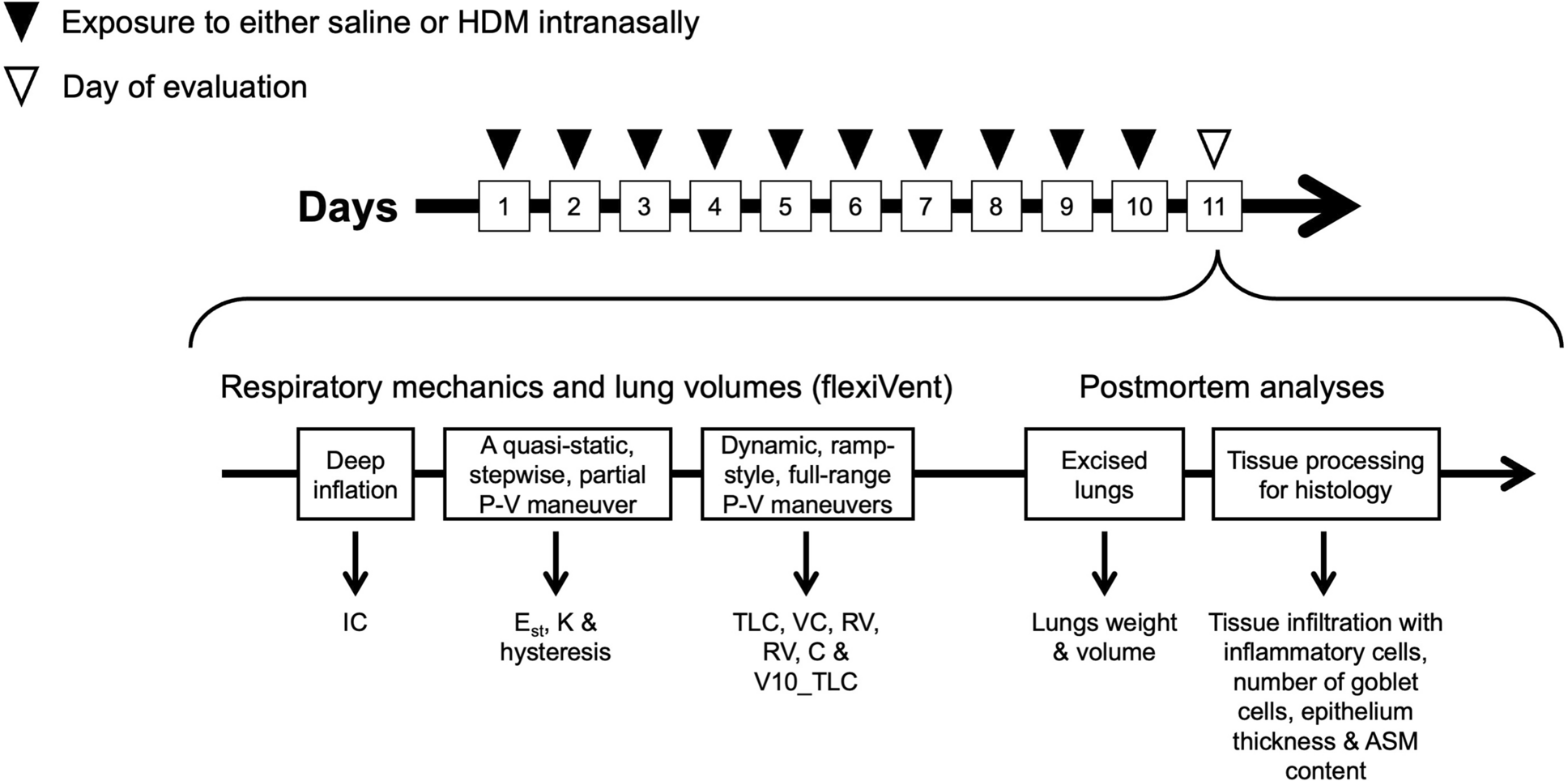 Lung Volumes in a Mouse Model of Pulmonary Allergic Inflammation