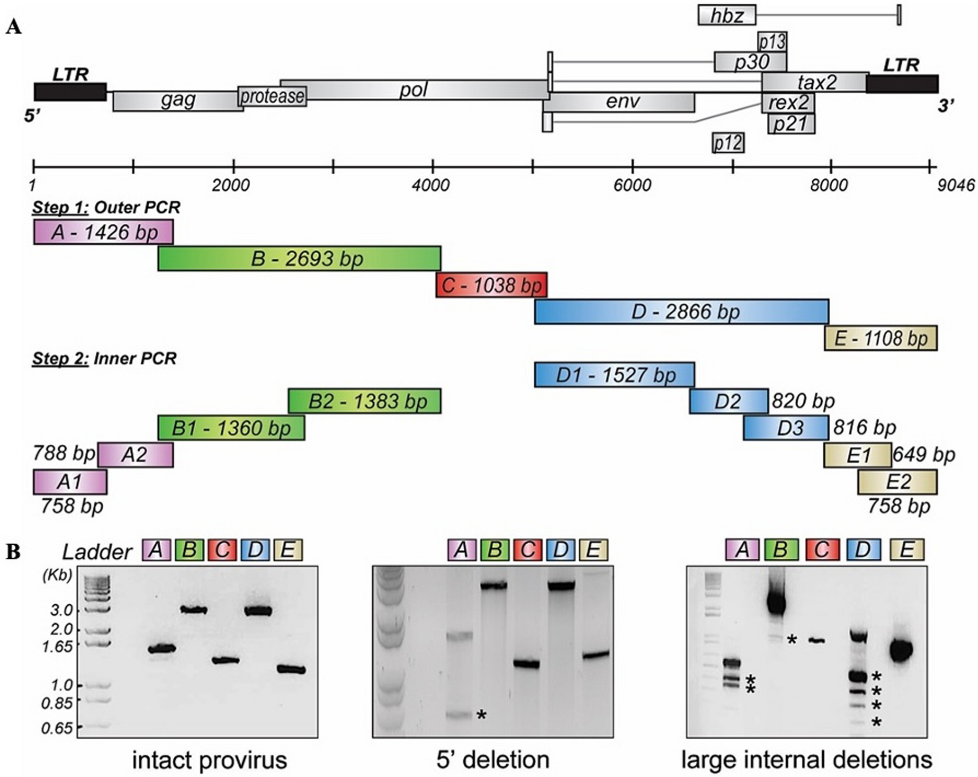 High level of genomic divergence in orf-I p12 and hbz genes of HTLV-1 subtype-C in Central Australia