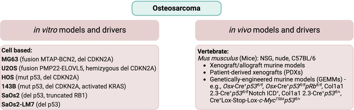 Preclinical models for the study of pediatric solid tumors: focus on bone sarcomas