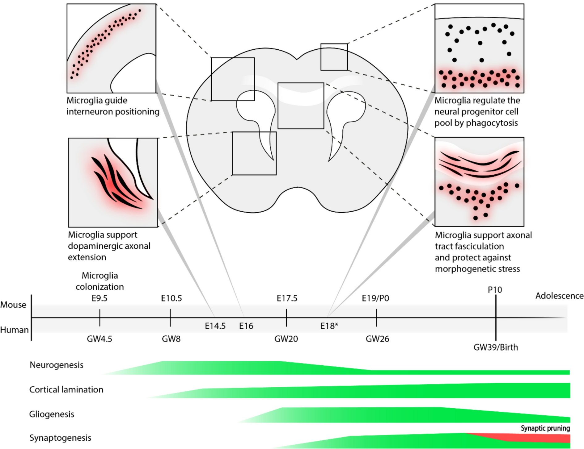 The role of microglia in early neurodevelopment and the effects of maternal immune activation