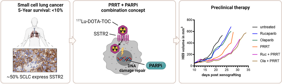Combining [177Lu]Lu-DOTA-TOC PRRT with PARP inhibitors to enhance treatment efficacy in small cell lung cancer