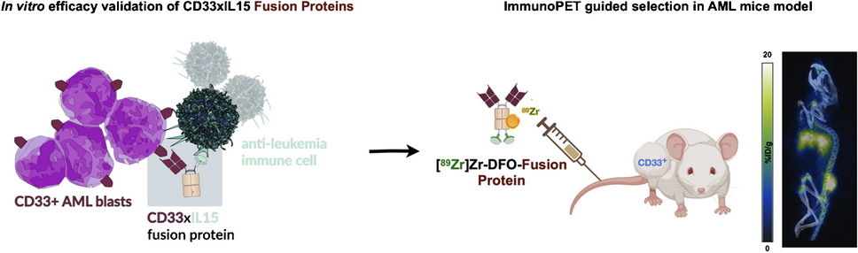 89Zr-immunoPET-guided selection of a CD33xIL15 fusion protein optimized for antitumor immune cell activation and in vivo tumour retention in acute myeloid leukaemia