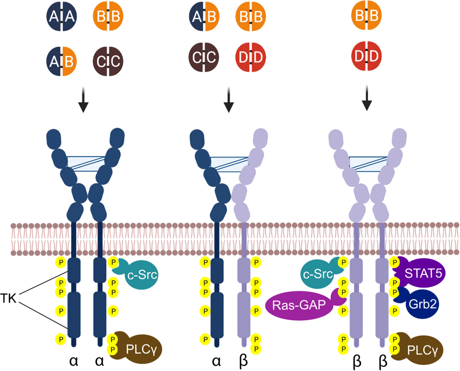 Functional and clinical roles of stromal PDGF receptors in tumor biology