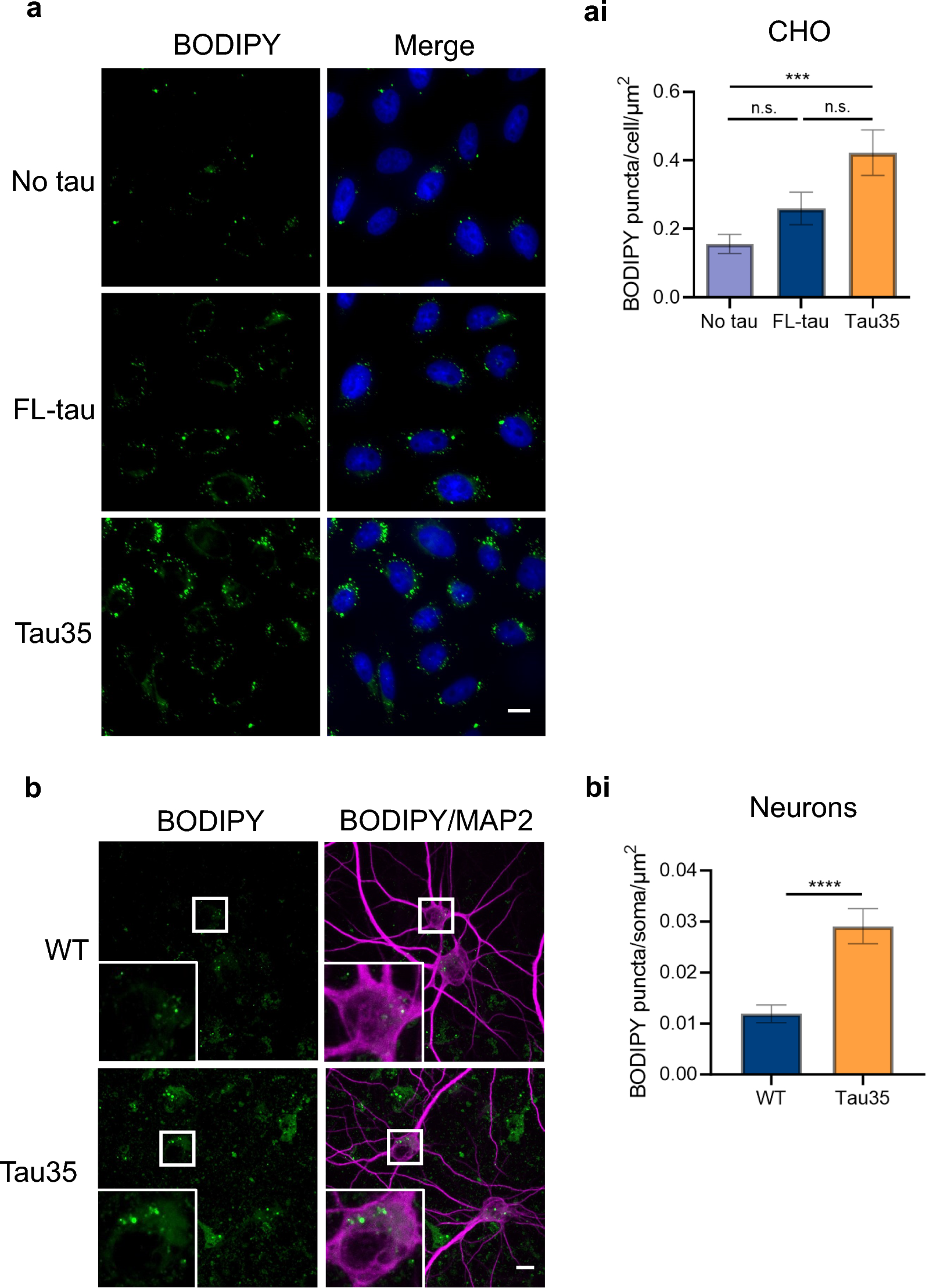 Truncated tau interferes with the autophagy and endolysosomal pathway and results in lipid accumulation