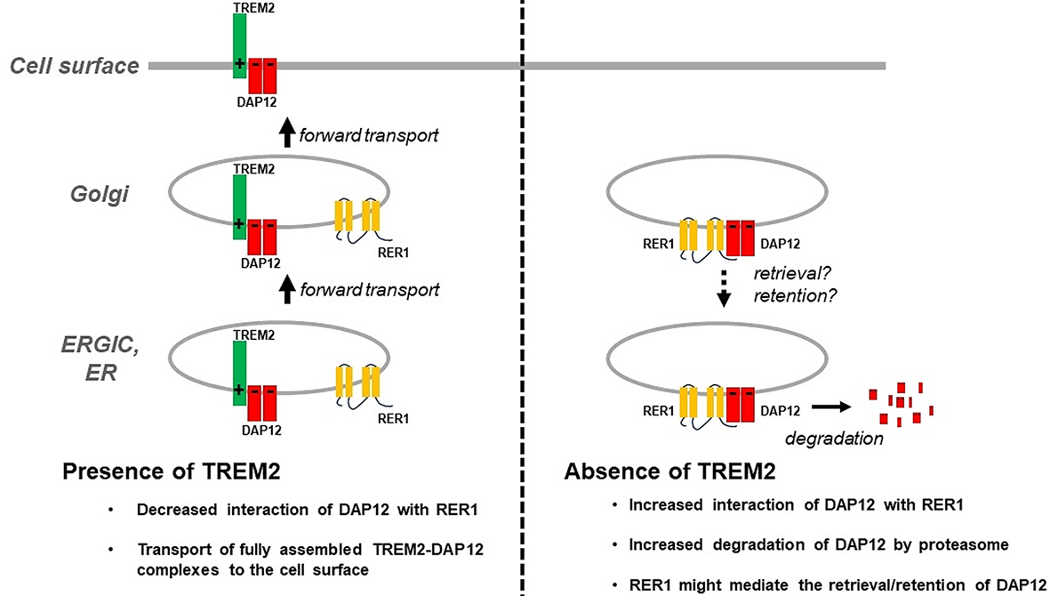 DAP12 interacts with RER1 and is retained in the secretory pathway before assembly with TREM2
