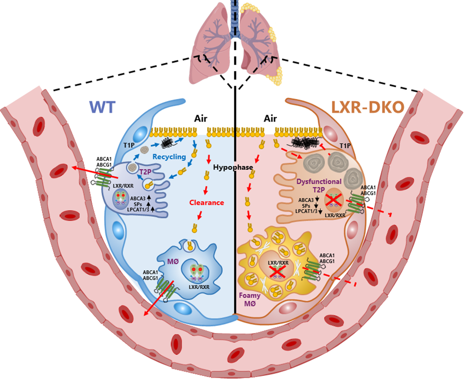 Endogenous LXR signaling controls pulmonary surfactant homeostasis and prevents lung inflammation