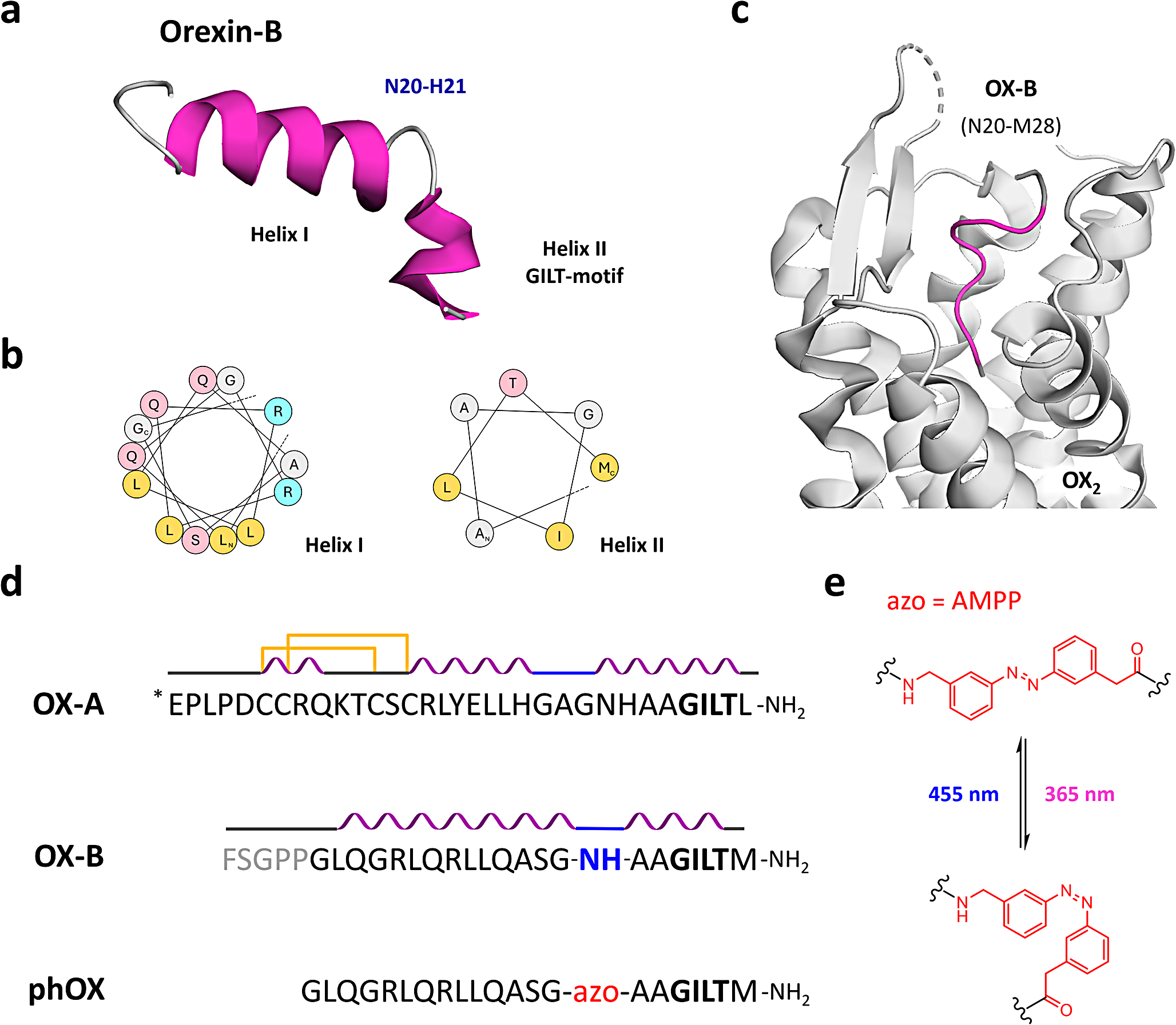 In vivo photocontrol of orexin receptors with a nanomolar light-regulated analogue of orexin-B