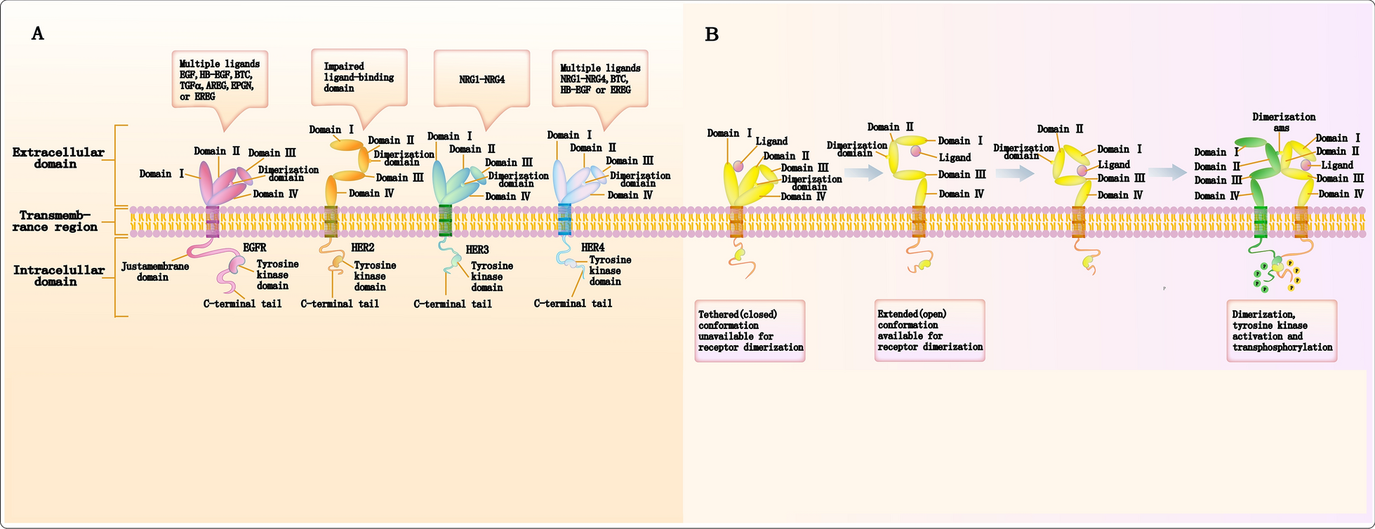 HER3 receptor and its role in the therapeutic management of metastatic breast cancer