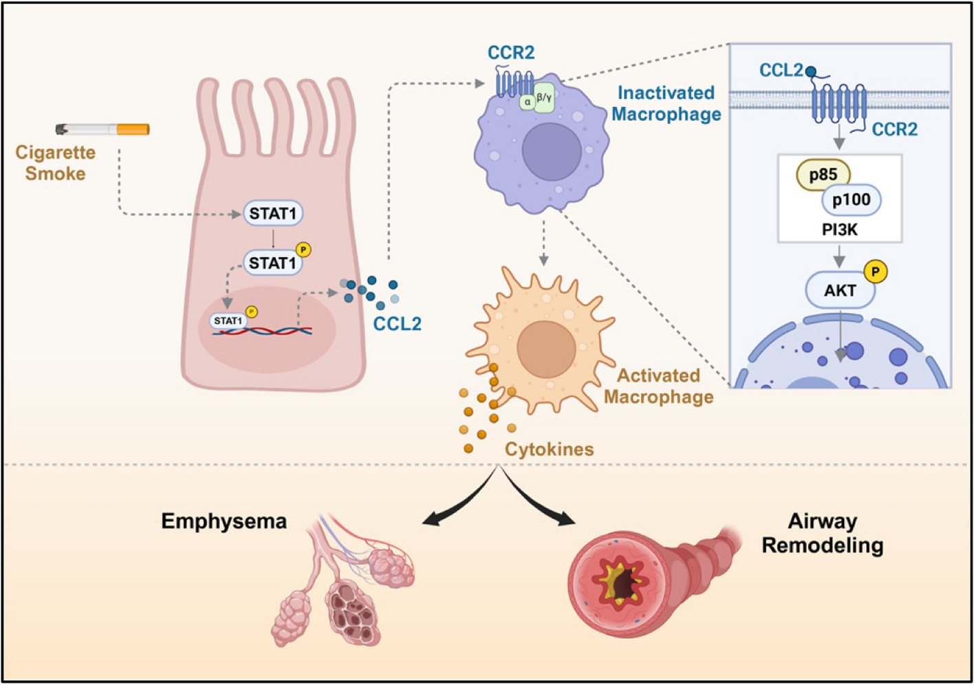 Targeting CCL2-CCR2 signaling pathway alleviates macrophage dysfunction in COPD via PI3K-AKT axis