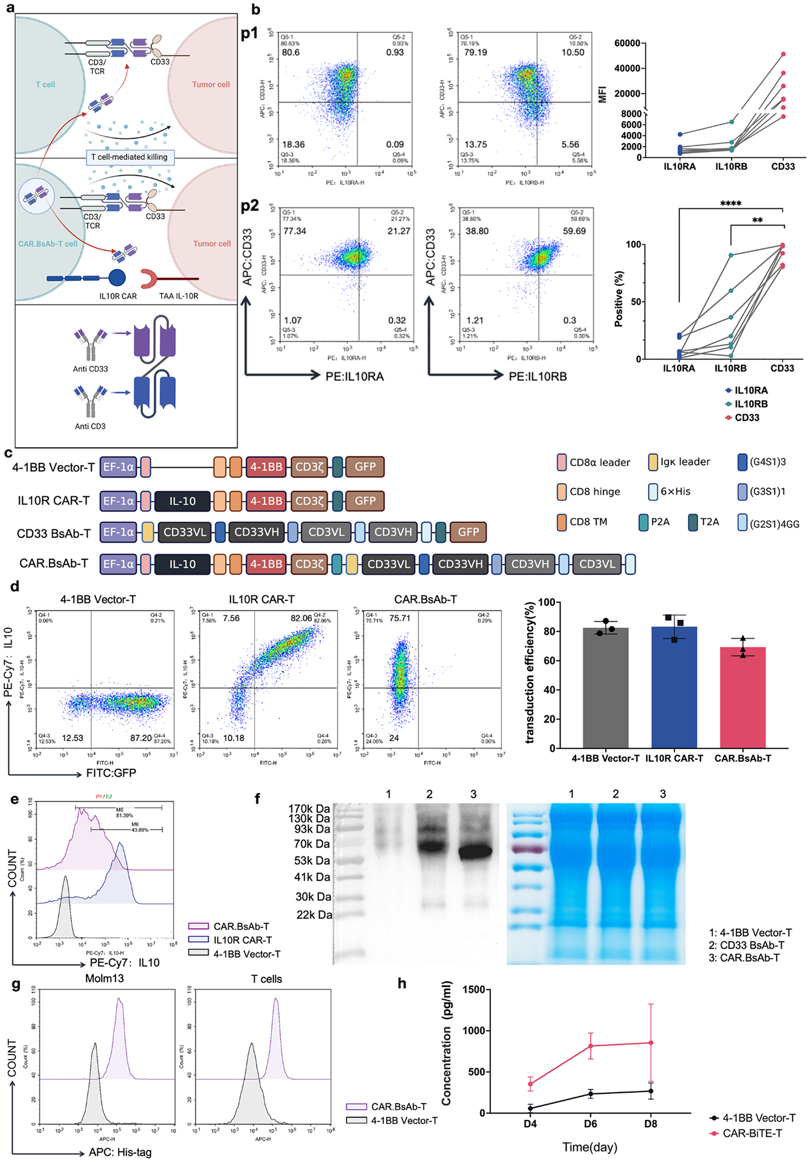 A dual-targeting approach with anti-IL10R CAR-T cells engineered to release anti-CD33 bispecific antibody in enhancing killing effect on acute myeloid leukemia cells