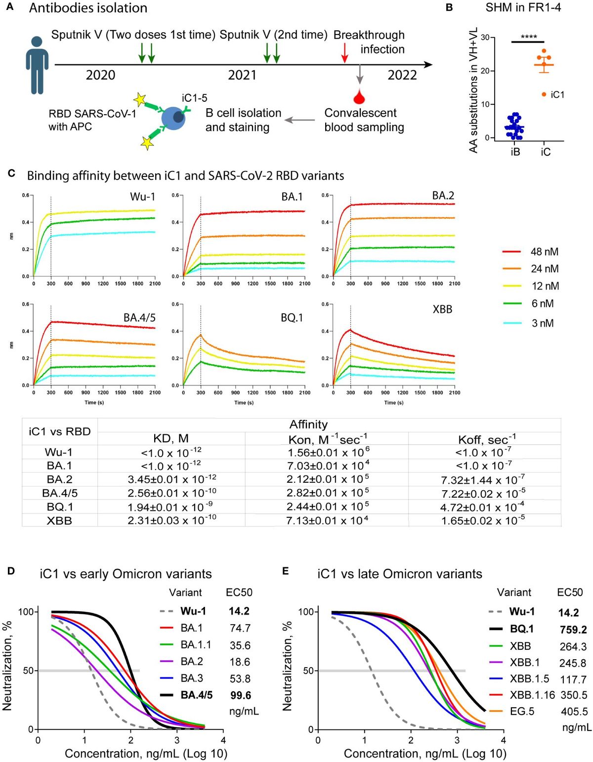 A potent, broadly neutralizing human monoclonal antibody that efficiently protects hACE2-transgenic mice from infection with the Wuhan, BA.5, and XBB.1.5 SARS-CoV-2 variants