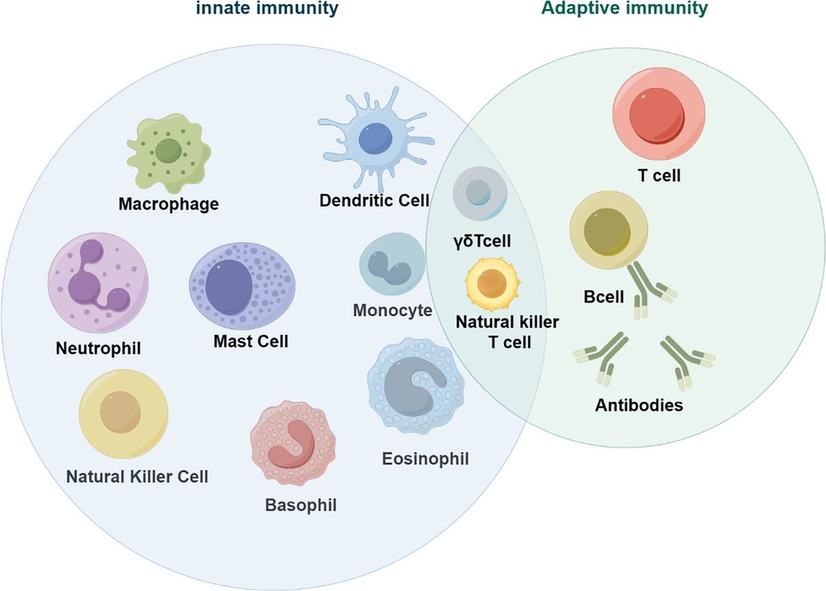 The role of innate immune cells in the colorectal cancer tumor microenvironment and advances in anti-tumor therapy research