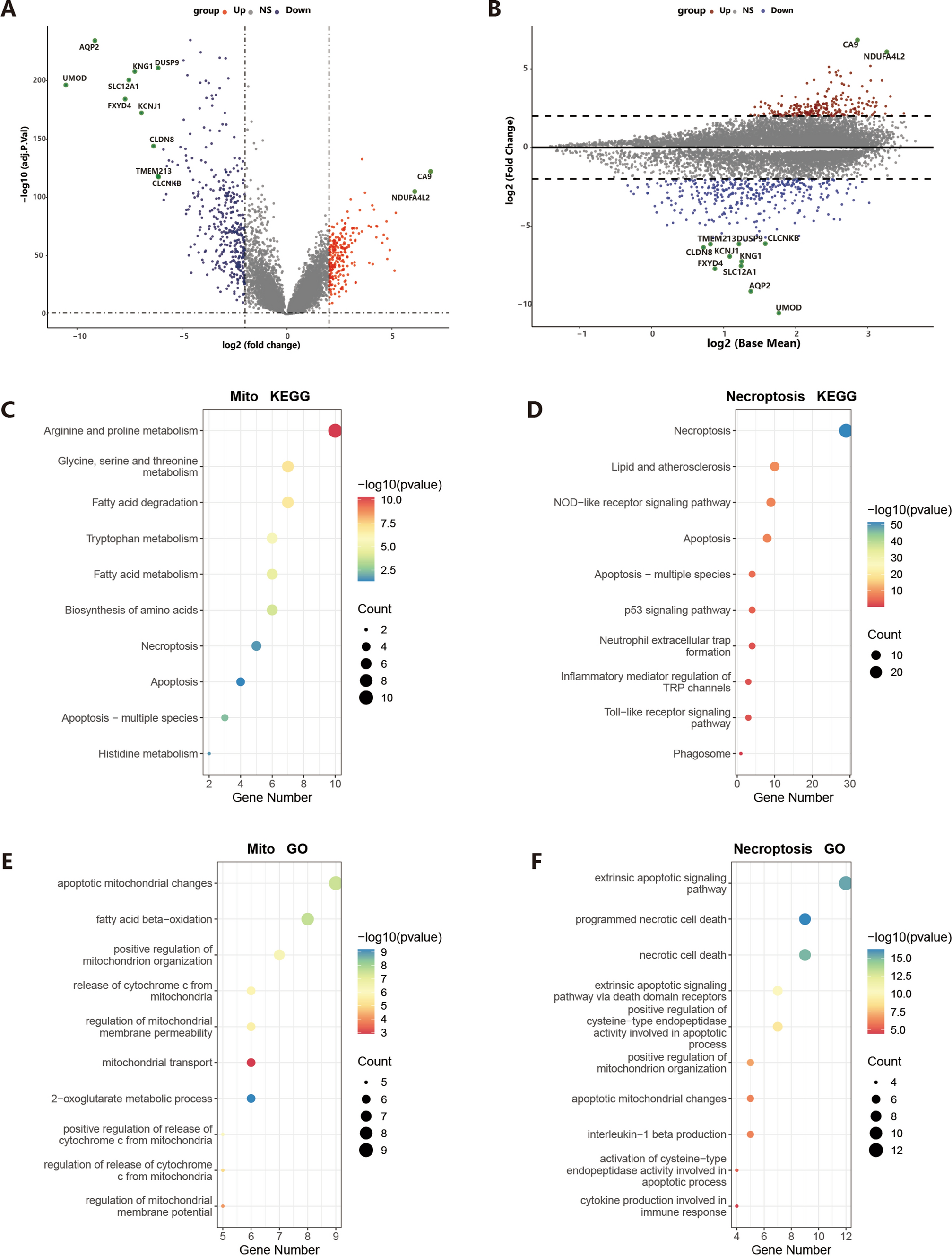 Exploring necrosis-associated mitochondrial gene signatures: revealing their role in prognosis and immunotherapy of renal clear cell carcinoma
