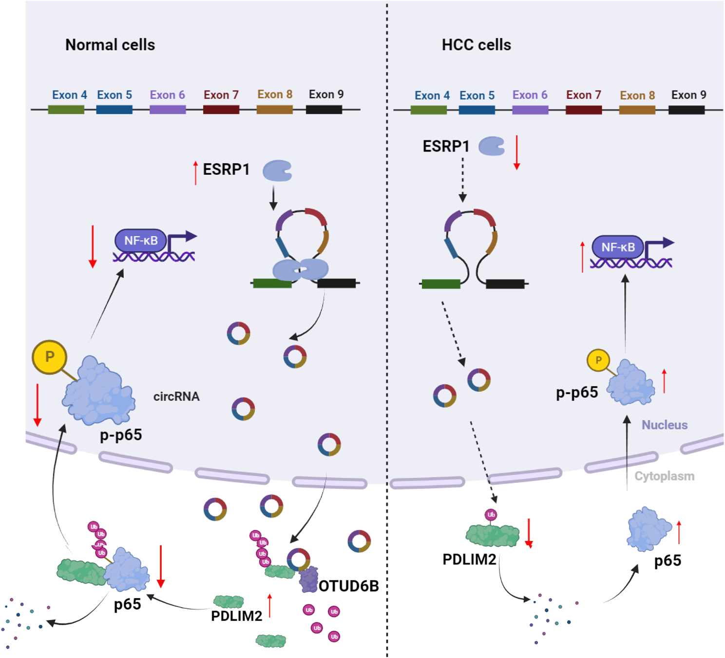 ESRP1-mediated biogenesis of circPTPN12 inhibits hepatocellular carcinoma progression by PDLIM2/ NF-κB pathway