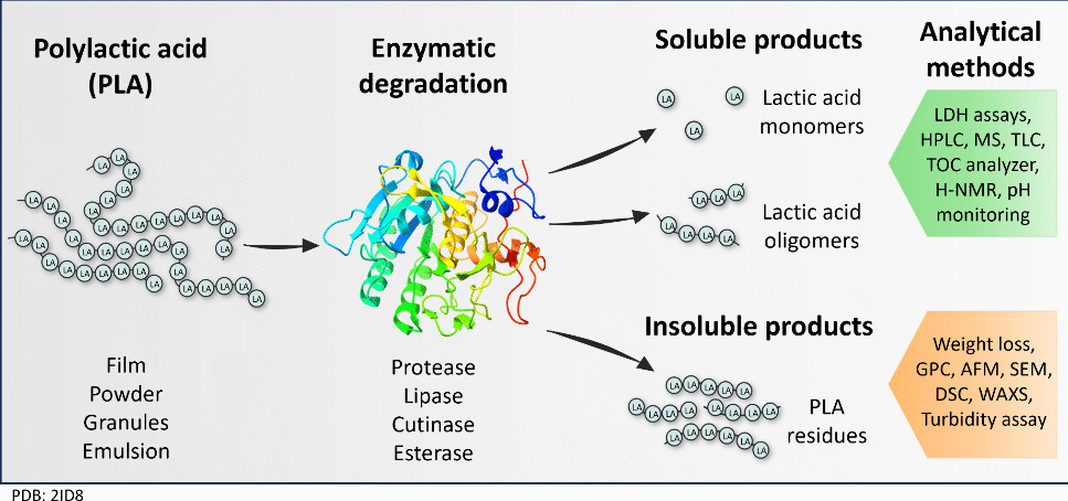 Enzymatic degradation of polylactic acid (PLA)