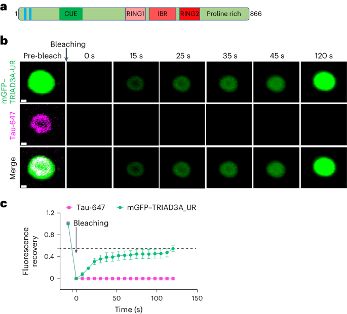 An E3 ligase and autophagy adaptor regulates tau proteostasis through nested phase separation
