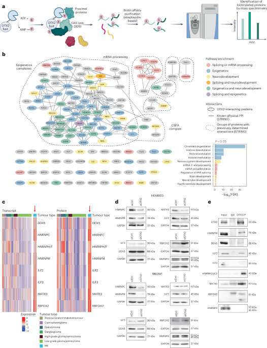 A group 3 medulloblastoma stem cell program is maintained by OTX2-mediated alternative splicing