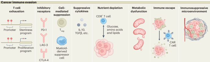 T cell dysfunction and therapeutic intervention in cancer